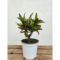25~35cm 크로톤 외목대 소중품 55, 1개