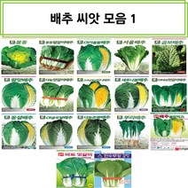 코리아팜 배추 씨앗/봄동/동동얼갈이/CR가을뜰배추/서울배추/곰보배추/왕맛배추/엇갈이배추/고려금동이미니배추/새로나봄배추/CR대성엇갈이배추/동설배추/CR글로벌배추/춘황배추/뿌리배추배추, 29.아시아종묘-춘연골드배추 4000립