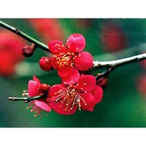 일심묘목농원 비매 묘목 꽃나무, 접목1년생 (특묘)