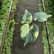 [광합성] 무늬 알로카시아 30cm, 1개