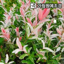 플라밍고 셀릭스 삼색버드나무 가림원예조경, 플라밍고 셀릭스 스탠다드형