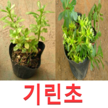 (성실D)야생화 섬기린초 기린초모종(포트)20개(선택)