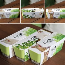 키우기쉬운 고양이풀 캣닢 재배 투톤화분 세트 인테리어화분-72394EA-72394EA, 다팔아 캣닢