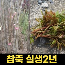 참죽나무묘목 2년 1주 참가죽나무 나무묘목 조종나무 참나무, 1개