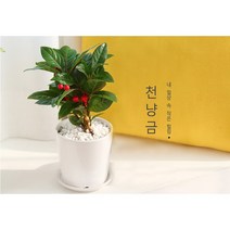 플랜트스토리 실내공기정화식물 소형 도자기 화분, 1개, 천냥금