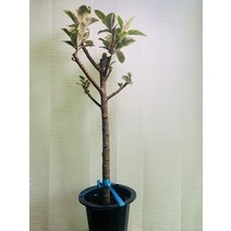 수채화고무나무 대품 90~130cm 599, 1개