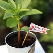 씨드깃발 6종 패랭이꽃 나팔꽃 봉선화 해바라기 방울토마토 스위트바질