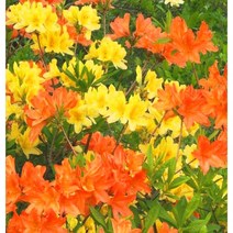 [이삽저삽] 철쭉나무묘목(5주묶음/키30-40cm내외) 봄꽃 야생화 꽃색상이 다양함 다년생/ 영산홍 자산홍 백철쭉 황철쭉 홍철쭉 (5종색상), 백철쭉(5주묶음)