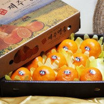 제주 레드향 선물세트 5kg 대과 지정일예약 (보자기증정) (쿠폰가 49900원), 제주 레드향 선물세트 3kg 11 12