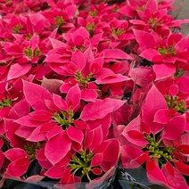 가을에 정취가 물씬 포인세티아 (핑크), 1개