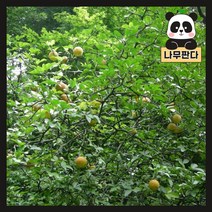 (나무판다) 탱자나무 묘목 실생1년 플러그묘 5주묶음, 실생1년 플러그묘(5주묶음), 1개