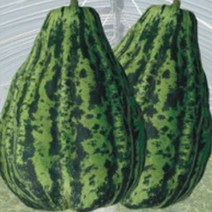 개구리 과일 참외 씨 씨앗 발아 종자 품종 50립 _ 2023895EA, 쿠팡 본상품선택