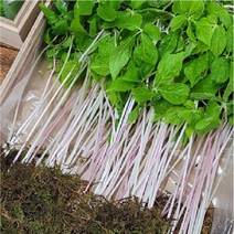 25CM 국내산(50뿌리) 새싹삼 선물 국내 2년생삼 보모님 설명절, 새싹삼 50뿌리
