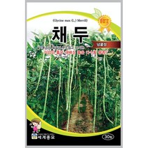채두 30립/ 넝쿨콩 씨앗 green bean 종자 줄기콩 이색채소씨앗