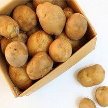 햇 못난이감자 찜 요리용 특100~140g 5kg 151375