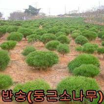 반송 나무 접목1년색 3그루 묘목 꽃나무 과일나무 유실수 조경수