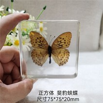 조각품 진짜 식물 곤충 견본 거북이 머리 거미 잠자리 불가사리 수지 홈 테이블, 13 13