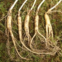 천봉산삼 7년근 5뿌리 산삼 장뇌삼 산양삼 산양산삼 자연산 주 새싹 장뇌 설 추석 선물세트