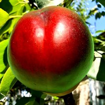 묘목/[복숭아] (천도) (접목1년)/2주 W1675