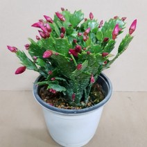 핑크 게발선인장(M3) 2019 새상품, 1개