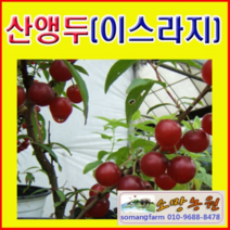 (G소망)산앵두(이스라지)묘목 키80센치(분) 1그루