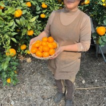 제주 서귀포 제철 감귤 황금향 노지 하우스 못난이 벌크 가정용 선물세트 5kg 10kg, 황금향 5kg 소과