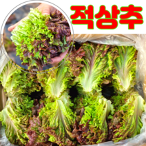 꽃상추 적상추 찹찹이 1kg 2kg 4kg당일수확배송 농장직송, 꽃상추1kg