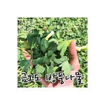 여수 금오도 방풍나물 향긋하고 달콤쌉싸름한 자연산 봄나물 4kg 118727