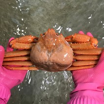 [울진홍게] 먼 바다조업 울진 후포 박달홍게 4kg(자숙 10-12마리)