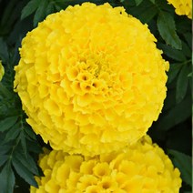 우리화훼종묘 천수국 씨앗- 옐로우 0.5g