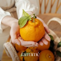 [제주직송] 팜므제주 한라봉 / 가정용 선물세트 고당도 중대과 3kg 5kg, 1개