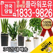 개업축하화분배달 금전수 돈나무 산세베리아 극락조 뱅갈고무나무 해피트리 행운목 녹보수 크로톤 스투키 개업식 개업선물 집들이 거실화분, (선택32)천냥금