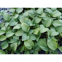 왕까마중모종 100주(105구 1판)/슈퍼왕까마중모종/까마중모종