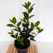 올림픽우승자에게씌우는 월계수나무 중품 키우기 쉬운, 365바운스 본상품선택