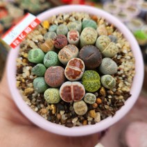 인연다육 35번 리톱스모듬 화분포함 고급종 희귀다육식물 코노피튬 메셈 아프리카식물, 1개