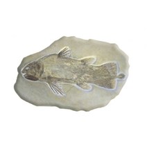 물고기 화석모형