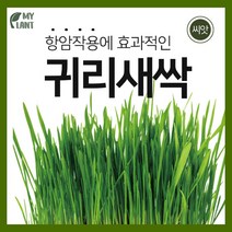 마이플랜트 새싹 귀리 씨앗 채소 야채 텃밭