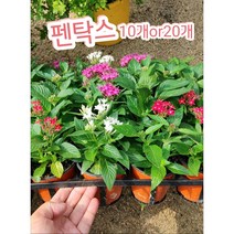 펜타스-10개or20/이집트 별꽃으로 불리는, 20개