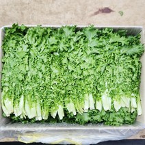 야채24닷컴 치커리 1.8kg-2kg, 1개
