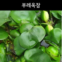 [수초아쿠아] 부레옥잠 / 초보수초 부상수초 구피 어항, 7개