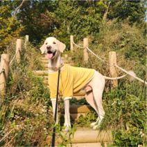하랑펫 강아지옷 대형견옷 포근한 코듀로이 기모올인원 (고급원단 제작), 올인원 블루
