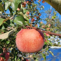 내외 꿀부사사과 가정용 28-32과 영주사과 10kg, 상세페이지 참조, 상세페이지 참조