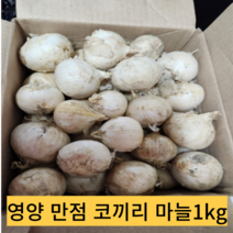 코끼리마늘 식용 종자 토종마늘 남해마늘 1kg, 1개