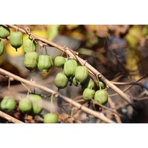 DR신품종 왕다래 레드점보다래 삽목2년 포트, 1개