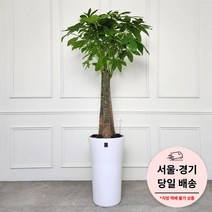 에코플랜트 금전수 개업 화분 집들이 선물 승진 사무실 이전 병원 개원 식당 개업식 축하 화분 배달 [서울 경기 당일배송]<토요일 오후 일요일 주문건 월요일배송