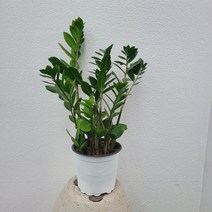 실내공기정화식물개업식물 1위 금전수 중품 25-45cm 110
