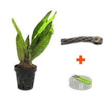 미미네아쿠아 DIY 마이플랜츠 초야우드 미크로소리움