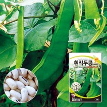 비넝쿨 흰작두콩씨 흰작두콩종자 씨앗 10립 대포장 500g, 소포장 10립