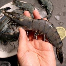 블랙타이거 새우 냉동새우 캠핑음식 요리 10미 15미 20미 25미 30미, 500g(15미), 1개, 2.블랙타이거 새우 15미 x 1팩