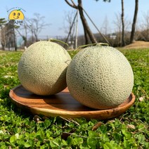 [쥬시맨] 산뜻! 피크닉 필수 꿀당도 나주 세론이 세지멜론 1.25kg 1.66kg 단위, 세지멜론 특 (1과 1.66kg) 노란 박스, 1개